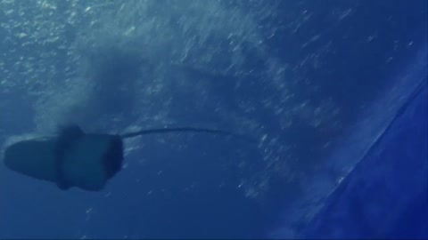 Shark Attack 2 (2000) Web-DL 720p h264 [Hindi-English]