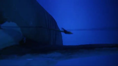 Shark Attack 2 (2000) Web-DL 480p h264 [Hindi-English]