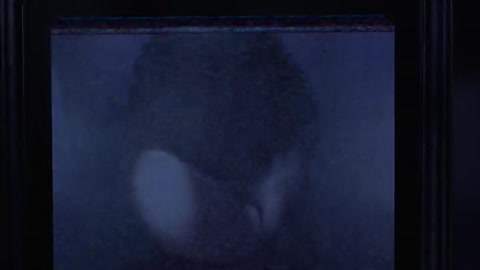 Shark Attack 2 (2000) Web-DL 480p h264 [Hindi-English]