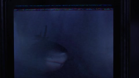 Shark Attack 2 (2000) Web-DL 1080p h264 [Hindi-English]