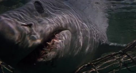 Shark Attack (1999) Web-DL 480p h264 [Hindi-English]