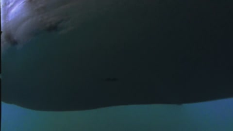 Shark Attack 3: Megalodon (2002) Web-DL 1080p hevc [Hindi-English]